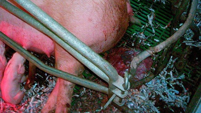 Monitorización de partos