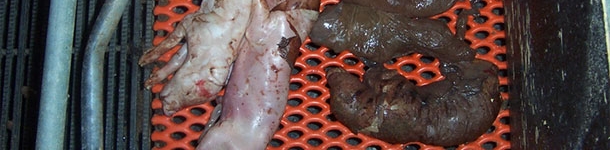 Numerous aborted foetuses are clearly mummies and have been dead in utero for some time