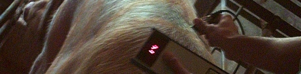 Alimentaci&oacute;n de las cerdas durante la gestaci&oacute;n