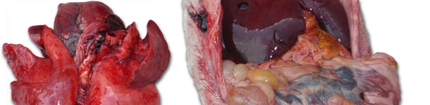 congesti&oacute;n pulmonar grave y una enteritis de gravedad variable con afectaci&oacute;n de m&aacute;s o menos importancia de los ganglios linf&aacute;ticos mesent&eacute;ricos.