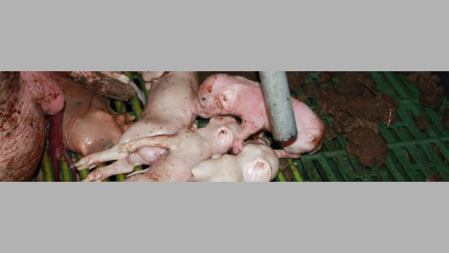 Lechones nacidos muertos