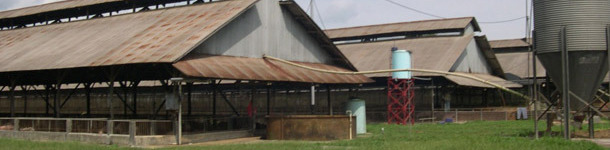 Naves de engorde t&iacute;picas del sureste asi&aacute;tico