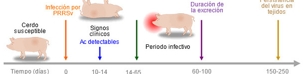 Capacidad de las herramientas diagn&oacute;sticas para detectar ant&iacute;genos o anticuerpos de PRRSV durante la infecci&oacute;n.
