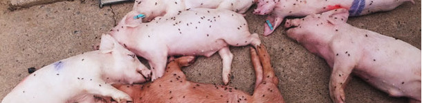 Lechones muertos en transici&oacute;n