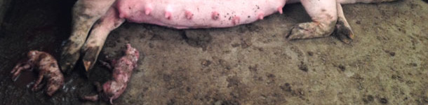 Partos prematuros en los parques de gestaci&oacute;n