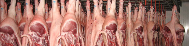 Matadero de porcino
