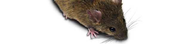 Rata