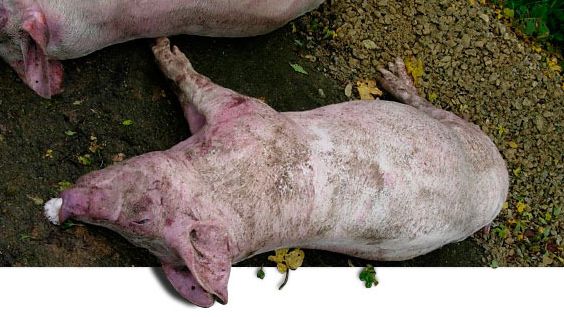 Cerdo muerto