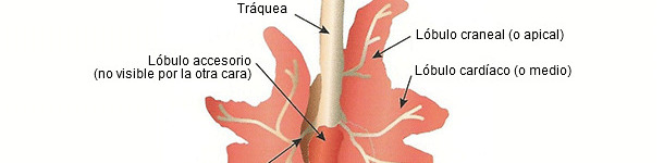 Representaci&oacute;n esquem&aacute;tica de un pulm&oacute;n de cerdo