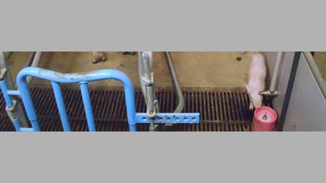 Administrar leche artificial a los lechones desde los primeros días de vida es una de las opciones que tenemos para gestionar la prolificidad. En estos sistemas la higiene de todo el proceso es clave para evitar patologías digestivas.