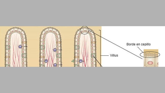 Estructura de la mucosa del intestino delgado