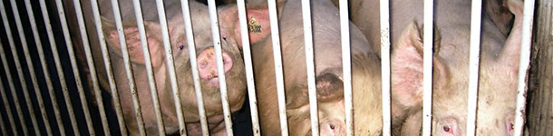 Protocolos de salud para la entrada de reemplazos