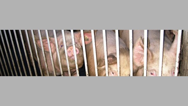 Protocolos de salud para la entrada de reemplazos