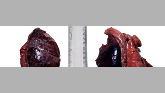 Acpp unilateral agudo en un lechón de 2 semanas