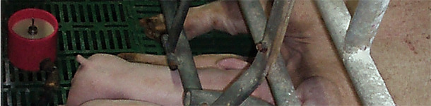 El suplemento l&aacute;cteo no sustituye la leche de la madre sino que la complementa