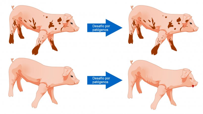 Figura 1. Los cerdos expuestos a un ambiente con m&aacute;s microbios est&aacute;n m&aacute;s preparados para tolerar un desaf&iacute;o sanitario como resultado de una comunidad microbiana diversa y un sistema inmune m&aacute;s robusto.
