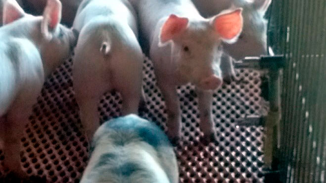 Imagen 1. Bebederos de chupete con un ángulo incorrecto. El bebedero de chupete debe permitir al lechón beber con la cabeza ligeramente inclinada hacia arriba. Cortesía: Beltrán-Rosas.