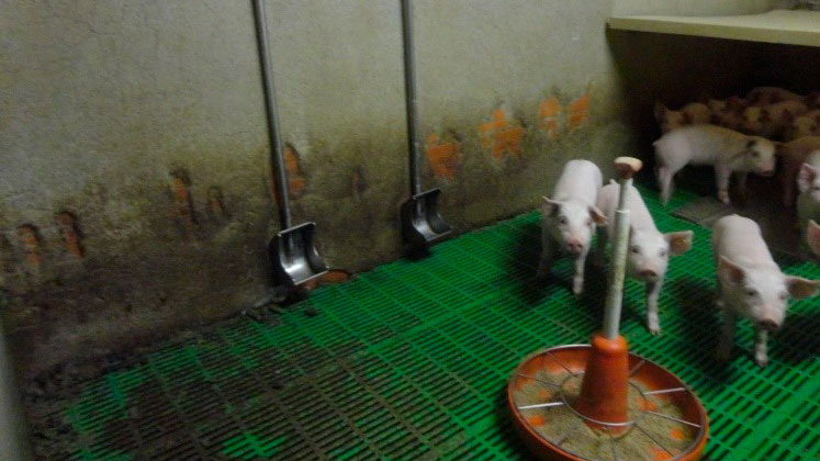 Imagen 3: Bebederos tipo cazoleta. Este tipo de bebederos tienen su principal ventaja en que reducen el desperdicio de agua, reduciendo el purín producido. Por el contrario su correcta colocación en el corral es imprescindible para evitar que se ensucien.