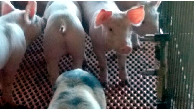 Imagen 1. Bebederos de chupete con un &aacute;ngulo incorrecto. El bebedero de chupete debe permitir al lech&oacute;n beber con la cabeza ligeramente inclinada hacia arriba. Cortes&iacute;a: Beltr&aacute;n-Rosas.
