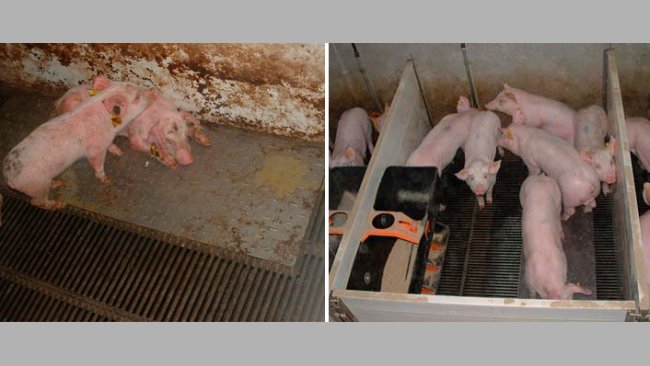 Figura 2 – Cerdos criados en condiciones sucias (izquierda) y limpias (derecha) durante la fase de prestarter.