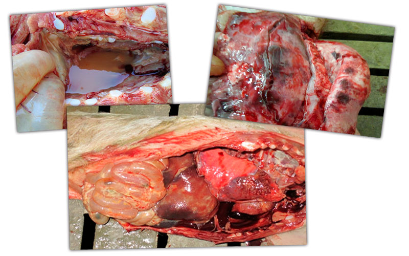 Imagen 1: Lesiones en cavidad tor&aacute;cica en transici&oacute;n: Edema peric&aacute;rdico, lesiones multifocales pulmonares y afecci&oacute;n septic&eacute;mica con cuadro respiratorio y digestivo.
