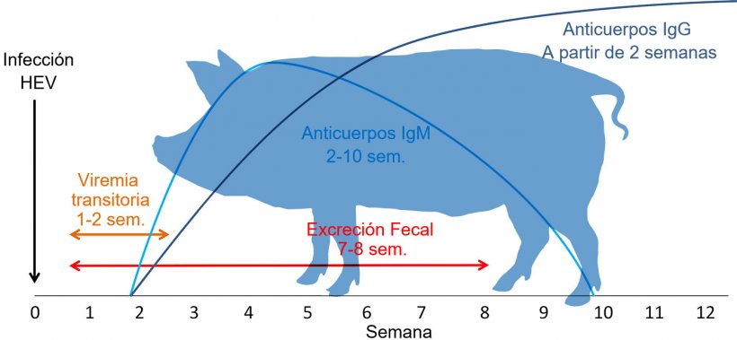 Respuesta a la infecci&oacute;n por virus de la Hepatitis E&nbsp;
