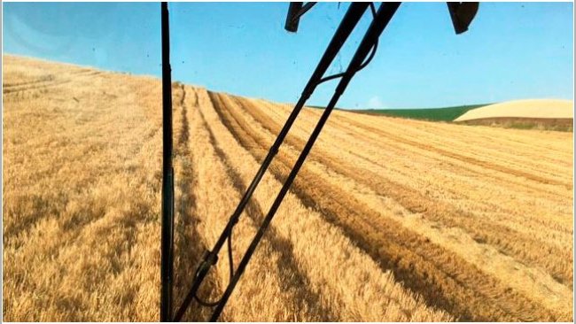 Imagen 1: Cosecha de cebada en Córdoba, 4000 kg/ha
