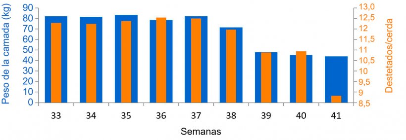 Gr&aacute;fica 3. Promedio de lechones destetados/hembra y kilogramos de camada, antes y durante el cuadro sanitario de PED (a partir de la semana 38).
