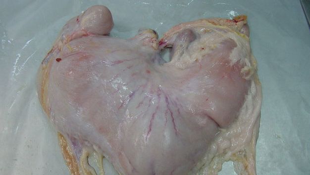 Est&oacute;mago de cerdo con contenido
