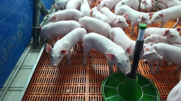 Foto 5.- Lechones a los 4 d&iacute;as postdestete.
