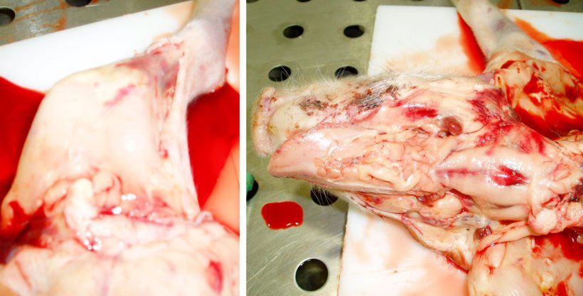 Figura 8. Canal p&aacute;lida y hemorragias subepiteliales en la extremidad trasera izquierda. Observe&nbsp;la sangre diluida&nbsp;y acuosa en la mesa. Figura 9. Canal&nbsp;p&aacute;lida con linfonodos hemorr&aacute;gicos y hemorragias subepiteliales. Observe&nbsp;la sangre diluida&nbsp;y acuosa en la canal.
