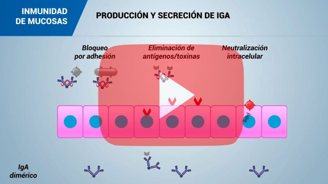 Inmunidad de la mucosa