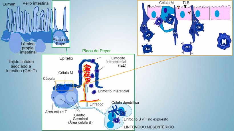 Figura&nbsp;1: Representaci&oacute;n esquem&aacute;tica de los tejidos linfoides&nbsp;asociados a intestino: placas de Peyer&nbsp;(PPs), fol&iacute;culos aislados y linfonodos mesent&eacute;ricos.
