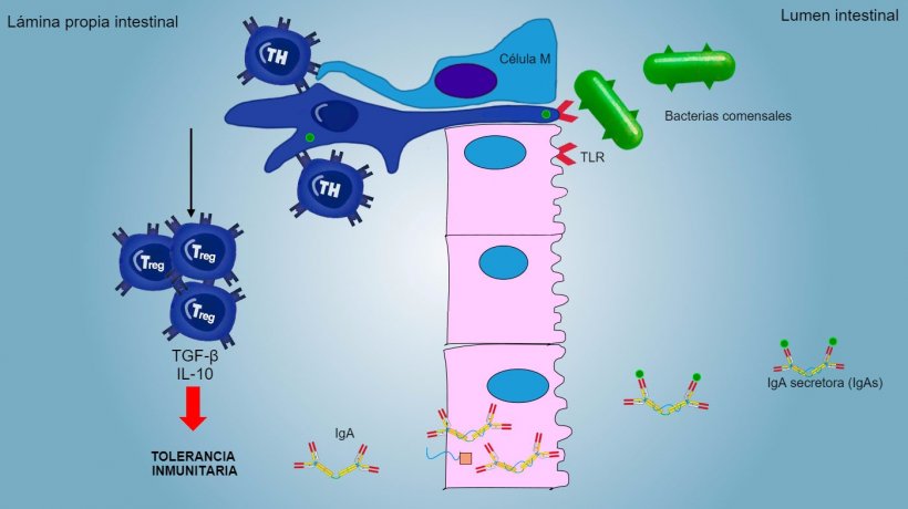 Figura&nbsp;2: Una tolerancia inmunitaria&nbsp;es inducida frente bacterias comensales,&nbsp;mediada&nbsp;por linfocitos Treg con producci&oacute;n de citoquinas&nbsp;como IL-10 y TGFb. Particularmente, en el intestino, la secreci&oacute;n de IgA espec&iacute;fica bloquea la adherencia de&nbsp;bacterias comensales, modulando as&iacute; la composici&oacute;n de la microbiota y evitando su invasi&oacute;n y dispersi&oacute;n sist&eacute;mica.
