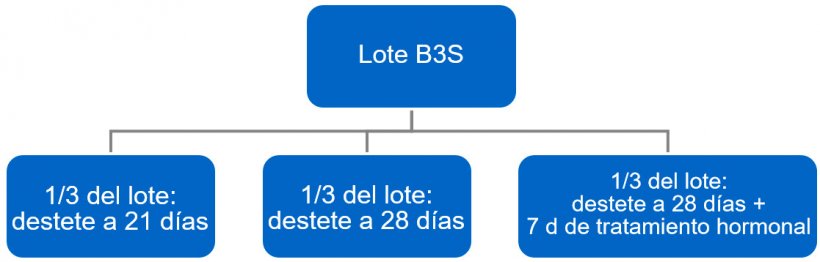 Figura 4. Proceso del paso de bandas a 3 semanas (B3S) a bandas semanales.
