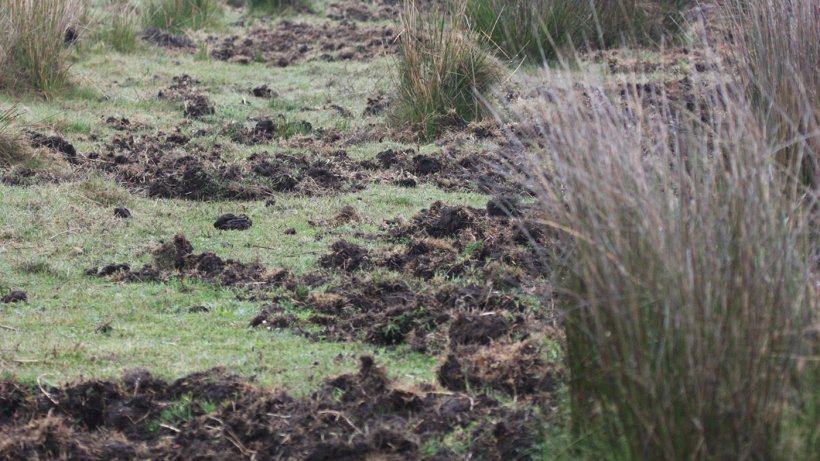 Foto 1: Las hozaduras indican la presencia de jabal&iacute;es. Es preferible instalar nuevas explotaciones porcinas&nbsp; lejos de zonas forestales o riberas, as&iacute; como de maizales y regad&iacute;os
