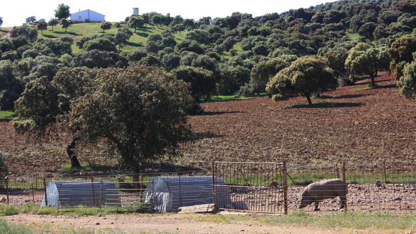 Foto 2: Un cerdo mantenido tras un simple vallado y en zona forestal. La probabilidad de contacto con jabal&iacute;es es elevada.
