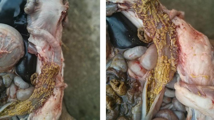 Figuras 8 y 9. Lesiones necr&oacute;ticas de enteritis proliferativa.
