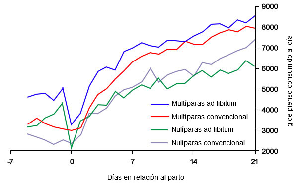 Gr&aacute;fica 6. Consumo de pienso en lactaci&oacute;n de cerdas alimentadas ad libitum y o con un programa convencional en el periparto
