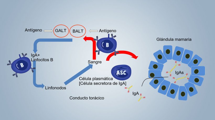 Figura 1. Esquema de la inmunidad lactog&eacute;nica.
