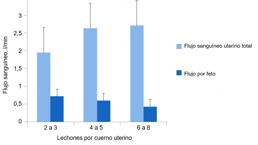 Gráfica 2. El flujo sanguíneo uterino total se adapta al tamaño de la camada, pero no lo suficiente para mantener el flujo sanguíneo por lechón. (Père, 2000).