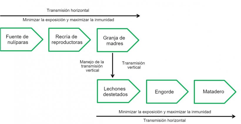 Cuadro 2: Distintas fases en la cadena de infección.