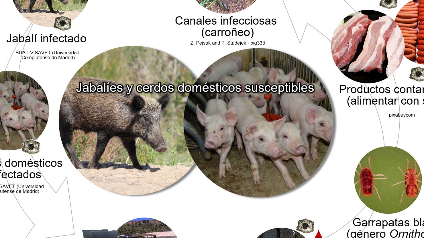 Figura 1. Rutas de transmisi&oacute;n del virus de la PPA, incluyendo el contacto directo e indirecto con animales infecciosos, sus productos, excreciones/secreciones y/o sangre, canales, diversos f&oacute;mites contaminados y vectores biol&oacute;gicos (elaboraci&oacute;n propia).
