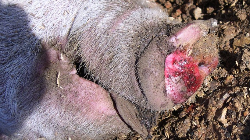 Fotograf&iacute;a 4. Espuma sanguinolenta en la secreci&oacute;n nasal de un cerdo afectado.
