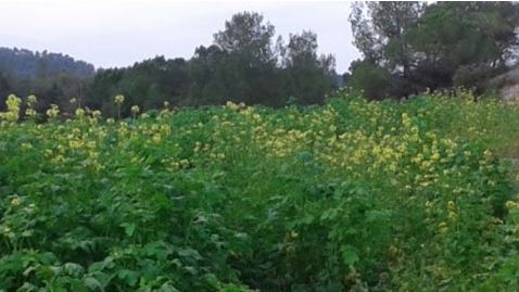 Plantaci&oacute;n de mostaza en el campo A en octubre