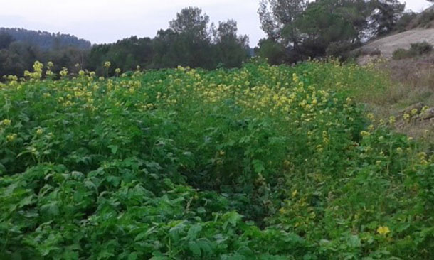 Plantación de mostaza en el campo A en octubre