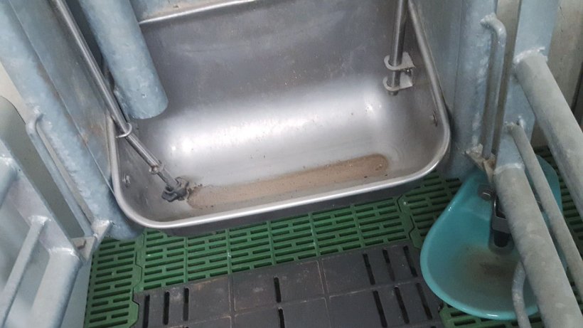 Foto 3. La mayoría de estos sistemas descargan la ración en porciones de pocos gramos. Para evitar desperdicio de pienso, existe un primera descarga que ejerce un efecto “llamada a comer”, pero no descarga más pienso si la cerda no golpea al pulsador.