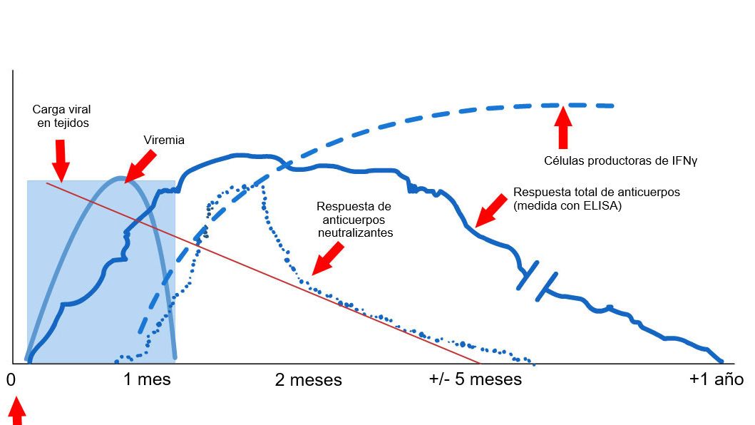 Gr&aacute;fico 1: Respuesta del sistema inmune de un cerdo infectado por virus PRRS (L&oacute;pez y Osorio, 2004).