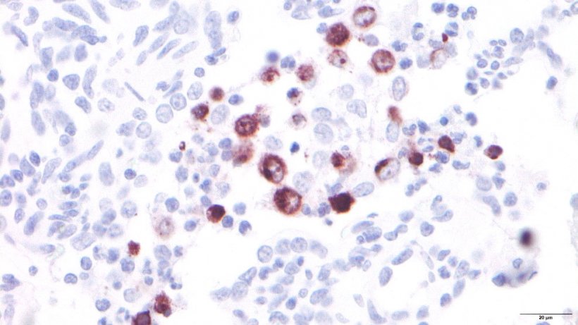 Figura 3: Macr&oacute;fagos alveolares infectados por el PRRSV.
