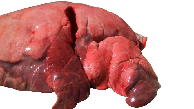 Figura 4: L&oacute;bulos craneal y medial afectados por una neumon&iacute;a broncointersticial causada por SIV.
